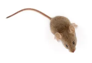 mouse exterminator welland
